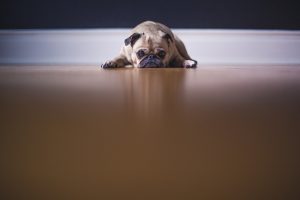 Read more about the article El Mejor Repelente de Perros 7, Mantiene tus Propiedades a Salvo de los Perros