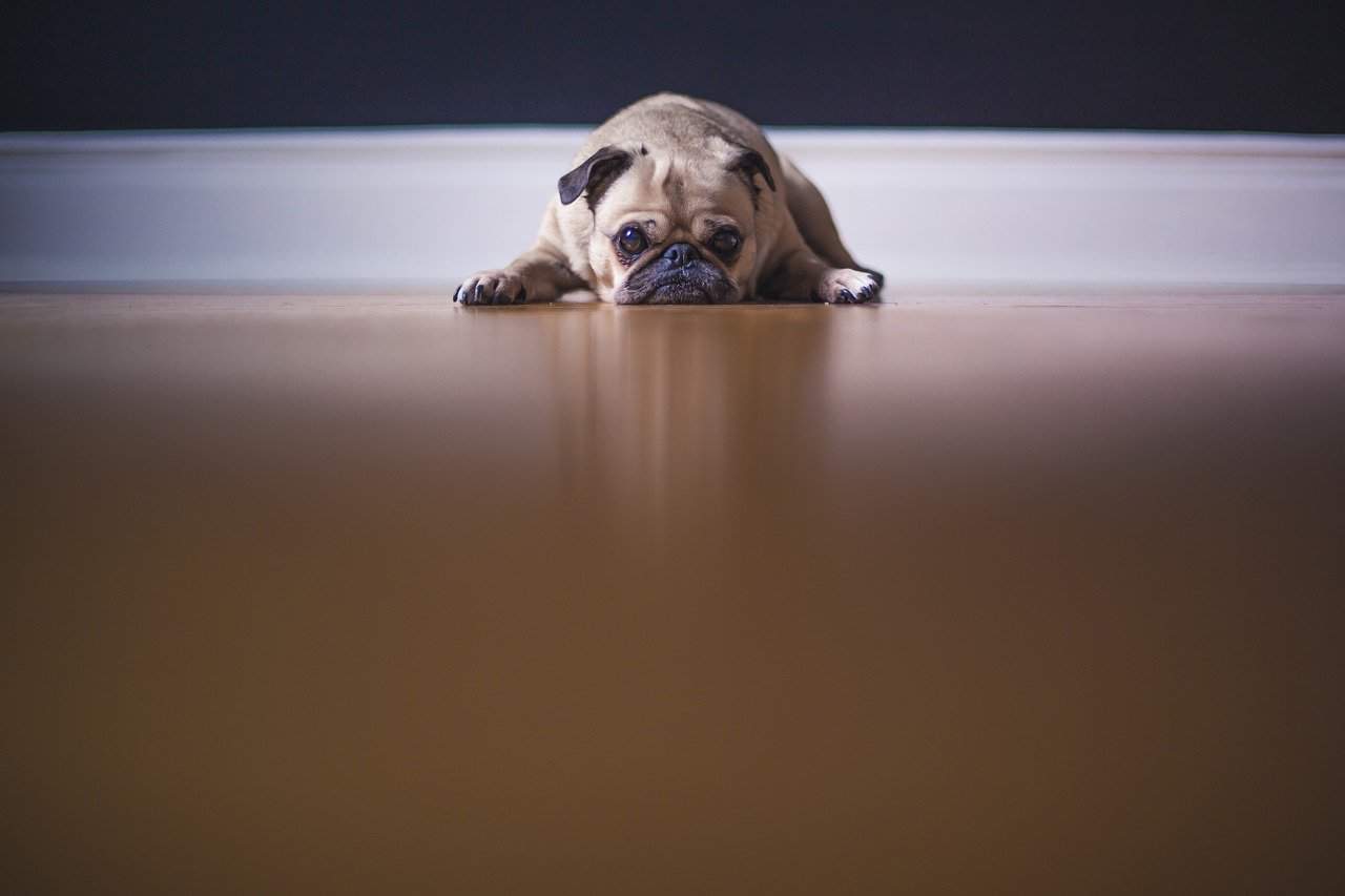 Read more about the article El Mejor Repelente de Perros 7, Mantiene tus Propiedades a Salvo de los Perros