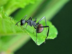 Read more about the article 8 Mejores Asesinos de Hormigas Carpintero