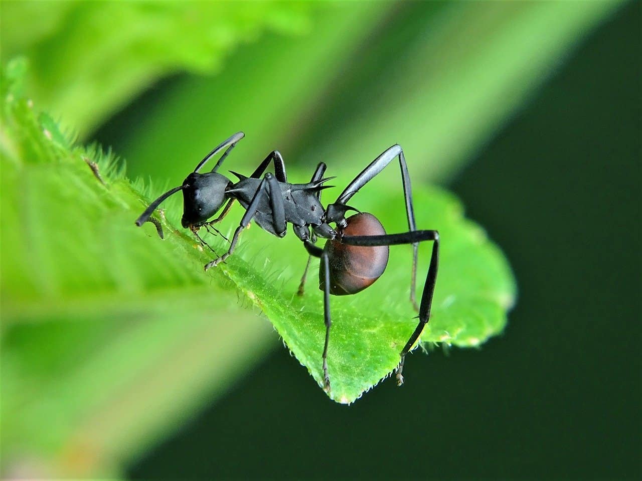Read more about the article 8 Mejores Asesinos de Hormigas Carpintero