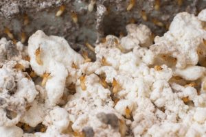 Read more about the article ¿Cómo Hacer una Trampa de Hormigas en Casa?
