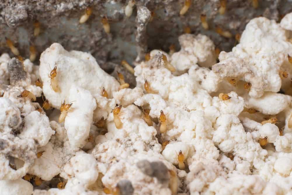 Read more about the article ¿Cómo Hacer una Trampa de Hormigas en Casa?
