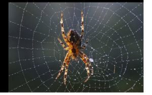 Cerrar la web de araña