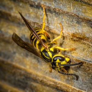 una abeja chaqueta amarilla está estacionando en alguna planta bajo el sol