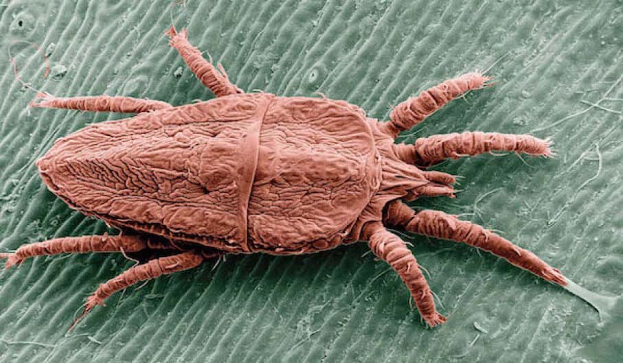 Read more about the article Chiggers: Datos Interesantes, Mordeduras de Chigger, 4 Consejos de Control