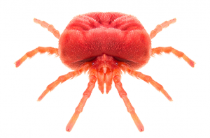 Read more about the article ¿Cómo Deshacerse de los Chiggers? (en la Casa, en el Jardín/Césped, en el Cuerpo)