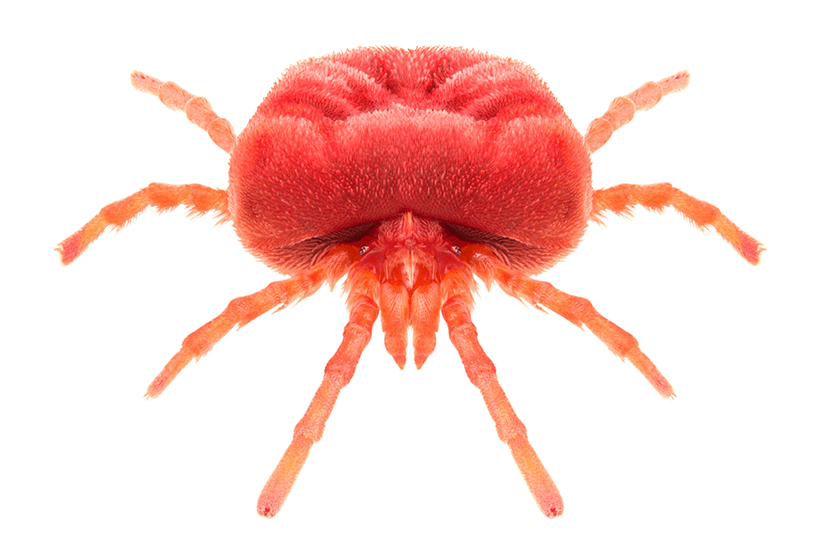 Read more about the article ¿Cómo Deshacerse de los Chiggers? (en la Casa, en el Jardín/Césped, en el Cuerpo)