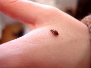Read more about the article 2 Maneras Sencillas de Tratar las Picaduras de Insectos en la Cama (en casa): Identificación, Imágenes, Síntomas