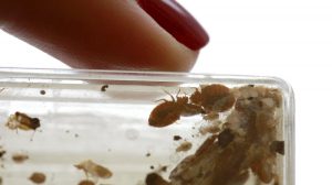 Read more about the article 11 Mejores Bombas de Insectos para Matar Chinches