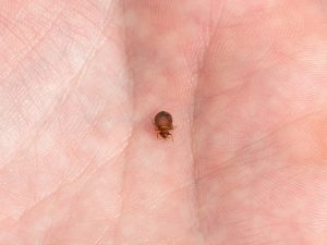 Read more about the article Top 7 Mejores Asesinos de Insectos de Cama Vale la Pena Comprar