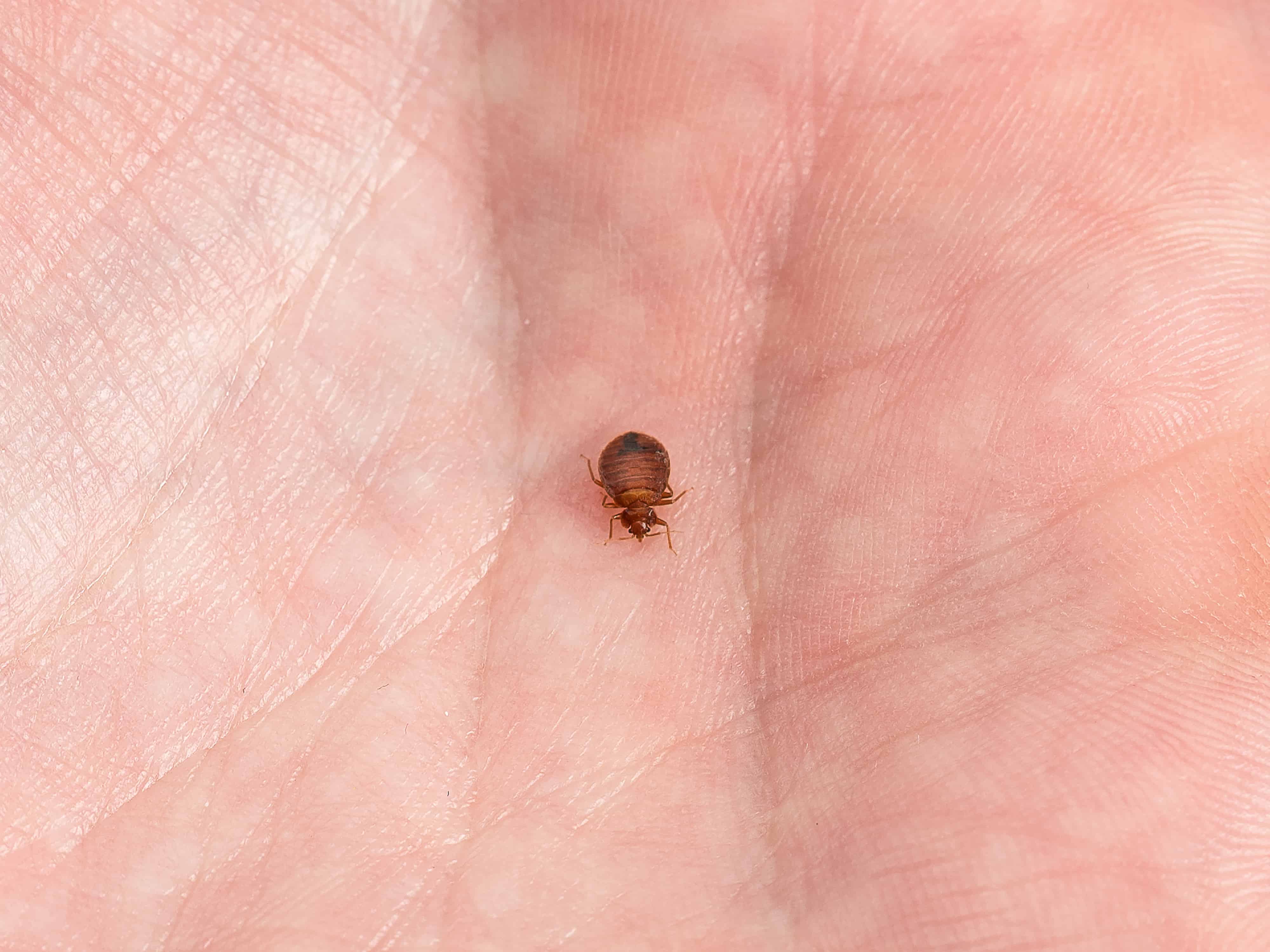 Read more about the article Top 7 Mejores Asesinos de Insectos de Cama Vale la Pena Comprar