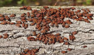 Read more about the article Consejos de Control de Daños de Chinches