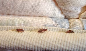 Read more about the article Chinches – 9 Sintomas e Sinais de Chinches