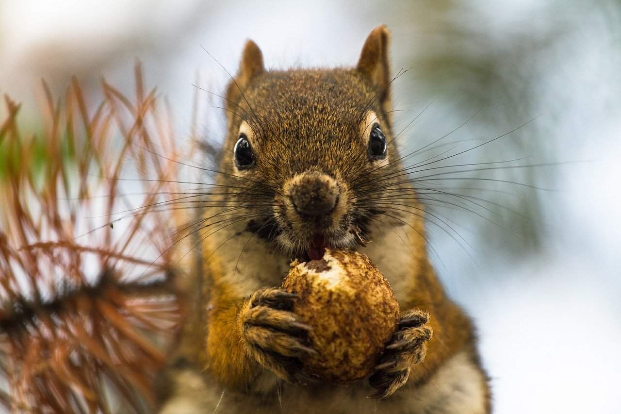 Read more about the article Hechos de Ardilla y Cebo de una Trampa