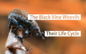 Read more about the article Los Gorgojos de la Vid Negra: su Ciclo de Vida y los Daños Causados por ellos