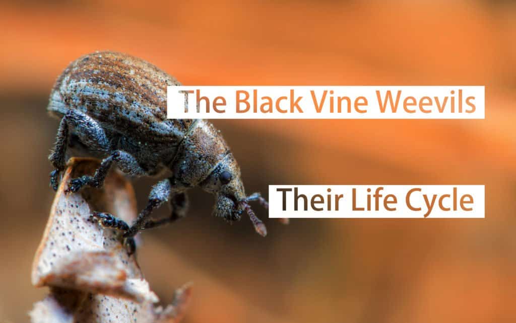 Read more about the article Los Gorgojos de la Vid Negra: su Ciclo de Vida y los Daños Causados por ellos