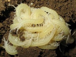 Ciempiés, cría, cicatrizarse