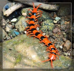 Ciempiés de tigre