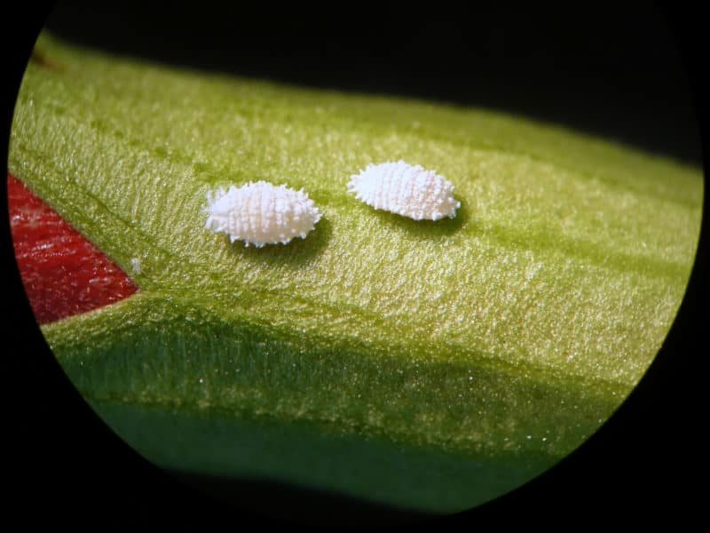 Read more about the article Cochinillas: Ciclo de Vida, Tipos, Daños y Formas de Controlarlos