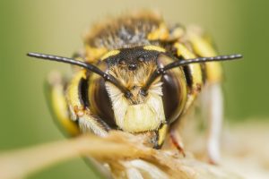 Read more about the article Guía Definitiva de Identificación de Abejas: 11 Especies de Abejas Más Comunes