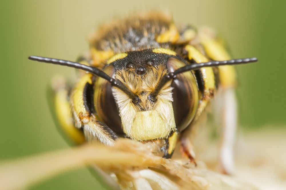 Read more about the article Guía Definitiva de Identificación de Abejas: 11 Especies de Abejas Más Comunes