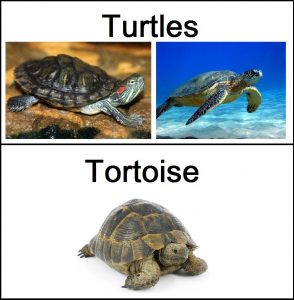 Read more about the article Tortugas VS Tortugas Marinas — 5 Diferencias y Comparaciones