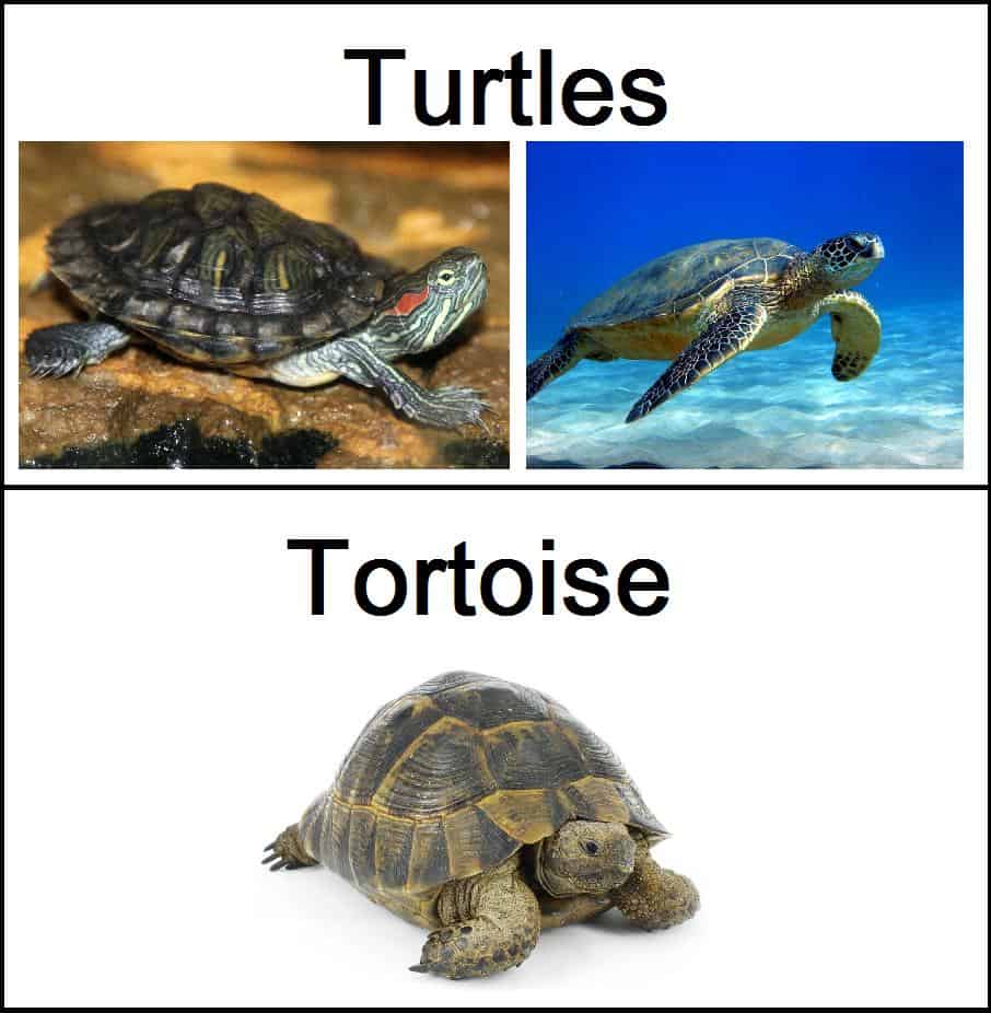Read more about the article Tortugas VS Tortugas Marinas — 5 Diferencias y Comparaciones