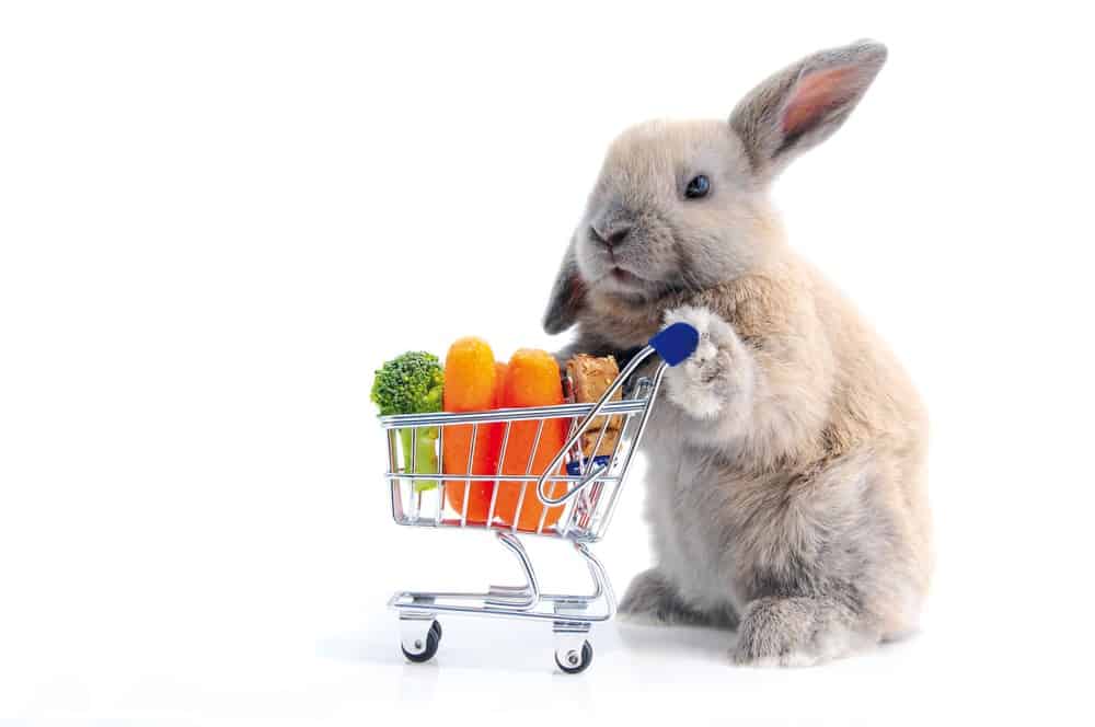 Read more about the article 18 Fascinantes Hechos de Conejos Que Te Sorprenden