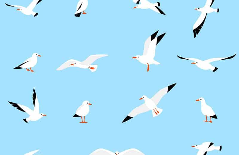Read more about the article Gaviota: Guía Completa para Aprender Sobre Ellos (13 Hechos Asombrosos)