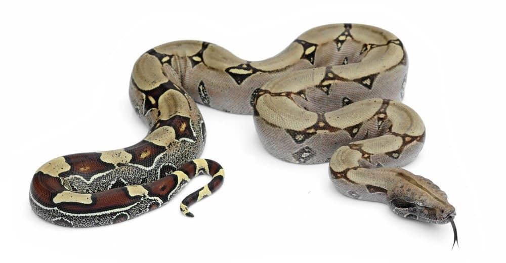 Read more about the article Boa Constrictor: Aprende todo lo que Querías saber con Imágenes