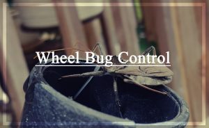 Read more about the article Control de Insectos en las Ruedas – Tratamiento de Picaduras y Remedios Caseros