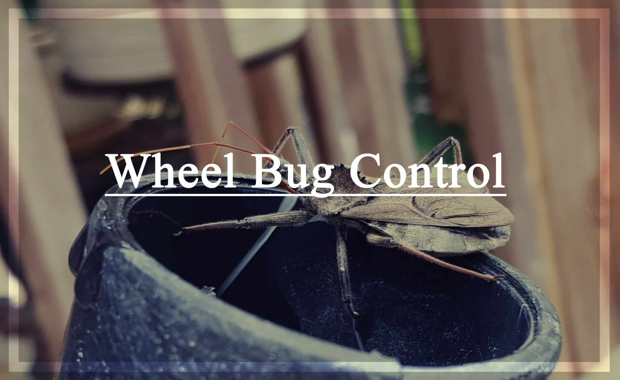 Read more about the article Control de Insectos en las Ruedas – Tratamiento de Picaduras y Remedios Caseros