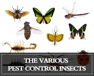 Read more about the article Insectos de Control de Plagas — Listado de los Varios Insectos de Control de Plagas