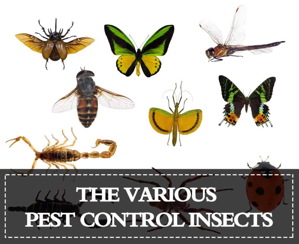 Read more about the article Insectos de Control de Plagas — Listado de los Varios Insectos de Control de Plagas