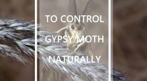 Read more about the article Polilla Gitana – Cómo Controlar la Polilla Gitana Naturalmente (2018）