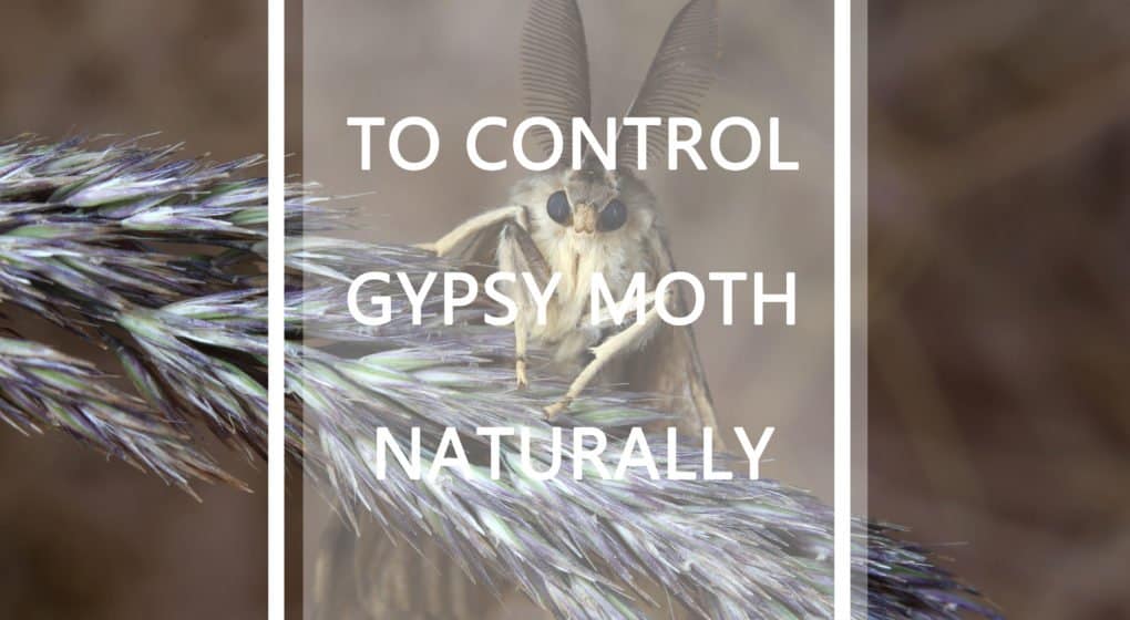 Read more about the article Polilla Gitana – Cómo Controlar la Polilla Gitana Naturalmente (2018）