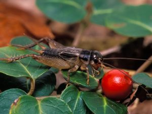 Read more about the article Datos Interesantes Sobre el Insecto de Grillo: 10 Respuestas rápidas, 7 Preguntas y Respuestas