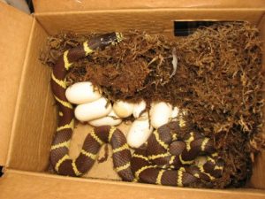 Rey de la serpiente de la cría en la caja
