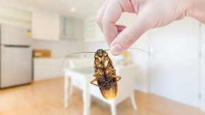 Read more about the article Súper 9 Insectos Consejos de Control que Realmente Funciona