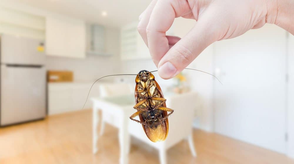 Read more about the article Súper 9 Insectos Consejos de Control que Realmente Funciona