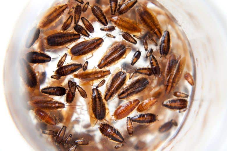Read more about the article Cucarachas de Bebé (Imágenes): 9 Maneras Sencillas de Deshacerse de ella para Bien