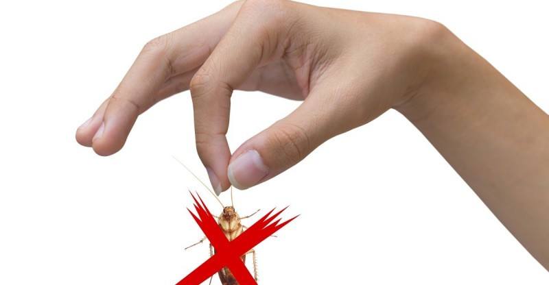 Read more about the article 6 Recursos Efectivos en el Hogar para Matar a las Cucarachas (Naturalmente) 2018