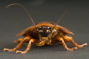 Read more about the article 34 Increíbles Datos de la Cucaracha (Secretos) que Quieres Escuchar