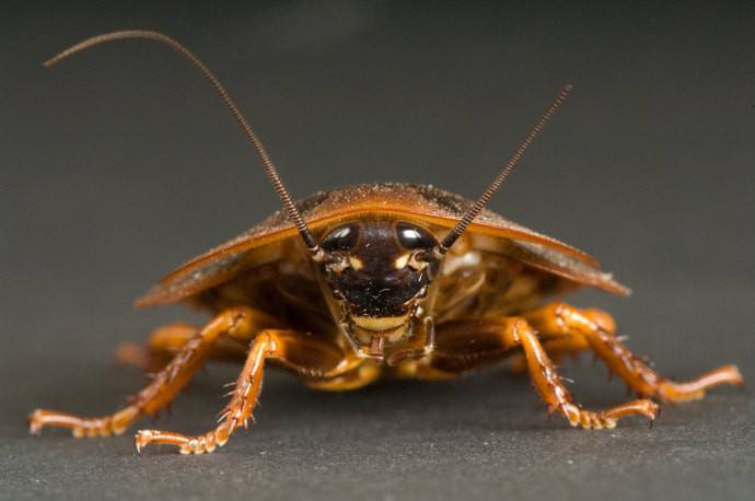 Read more about the article 34 Increíbles Datos de la Cucaracha (Secretos) que Quieres Escuchar