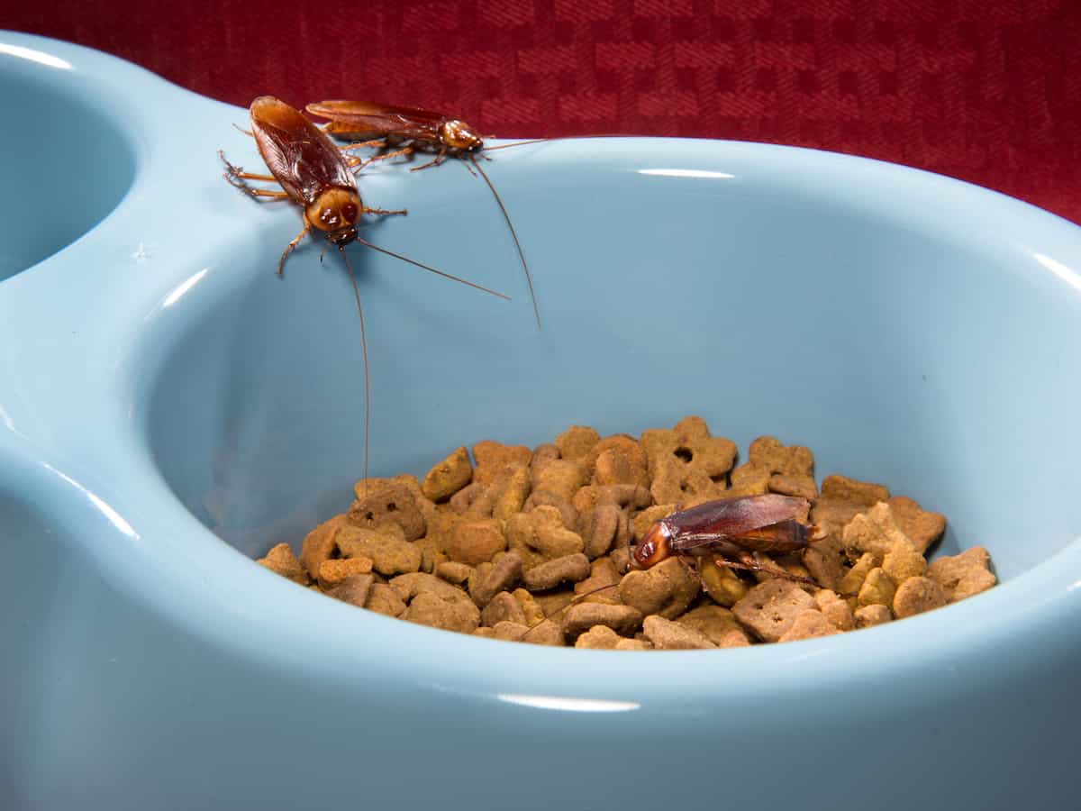 Read more about the article Cucaracha Americana- Especies Interesantes para Saber sobre
