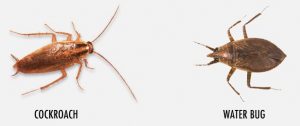Identidad de la cucaracha y el bicho de agua