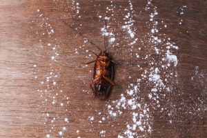 Read more about the article Cucarachas – Cómo Matar Cucarachas con Borax (2018）