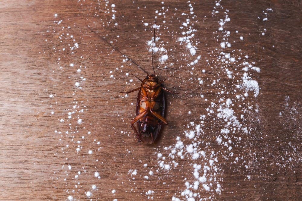 Read more about the article Cucarachas – Cómo Matar Cucarachas con Borax (2018）