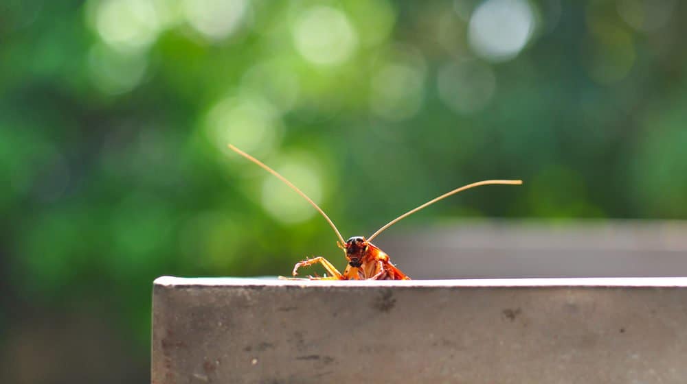Read more about the article Todo lo que Necesitas Saber sobre las Cucarachas de Bandas Marrones