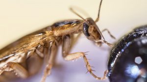 Read more about the article Todo lo que Necesitas Saber sobre las Cucarachas Alemanas